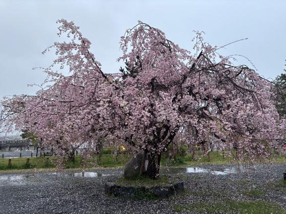4月22日♡お礼