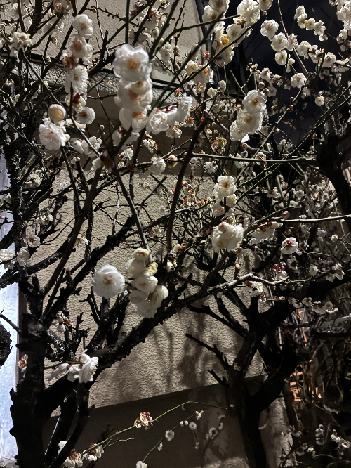 梅のはな