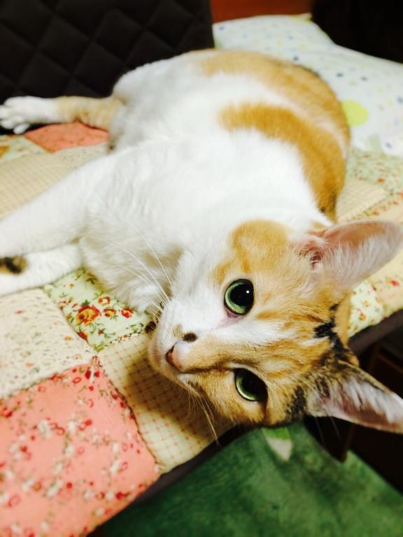 愛猫<img class="emojione" alt="💞" title=":revolving_hearts:" src="https://fuzoku.jp/assets/img/emojione/1f49e.png"/>