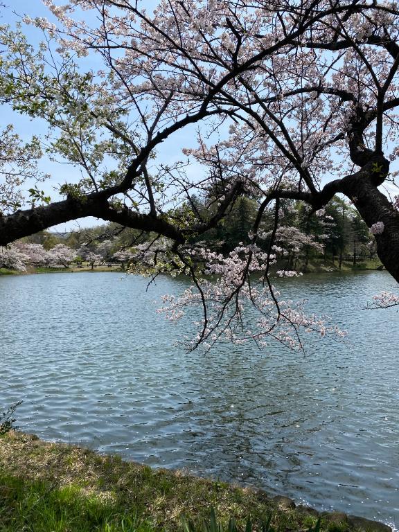 春だね♡