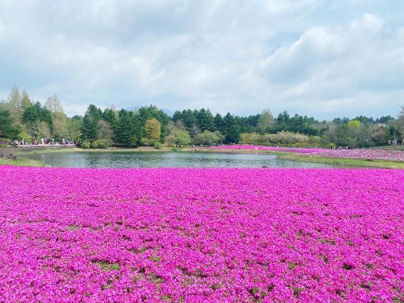芝桜を観てきました♡