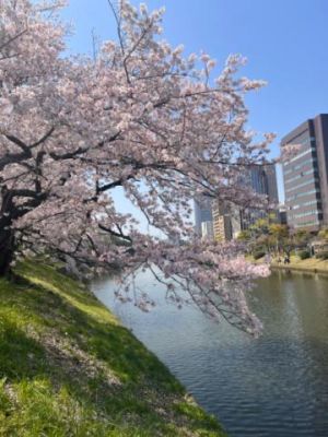 桜の季節<img class="emojione" alt="🌸" title=":cherry_blossom:" src="https://fuzoku.jp/assets/img/emojione/1f338.png"/>