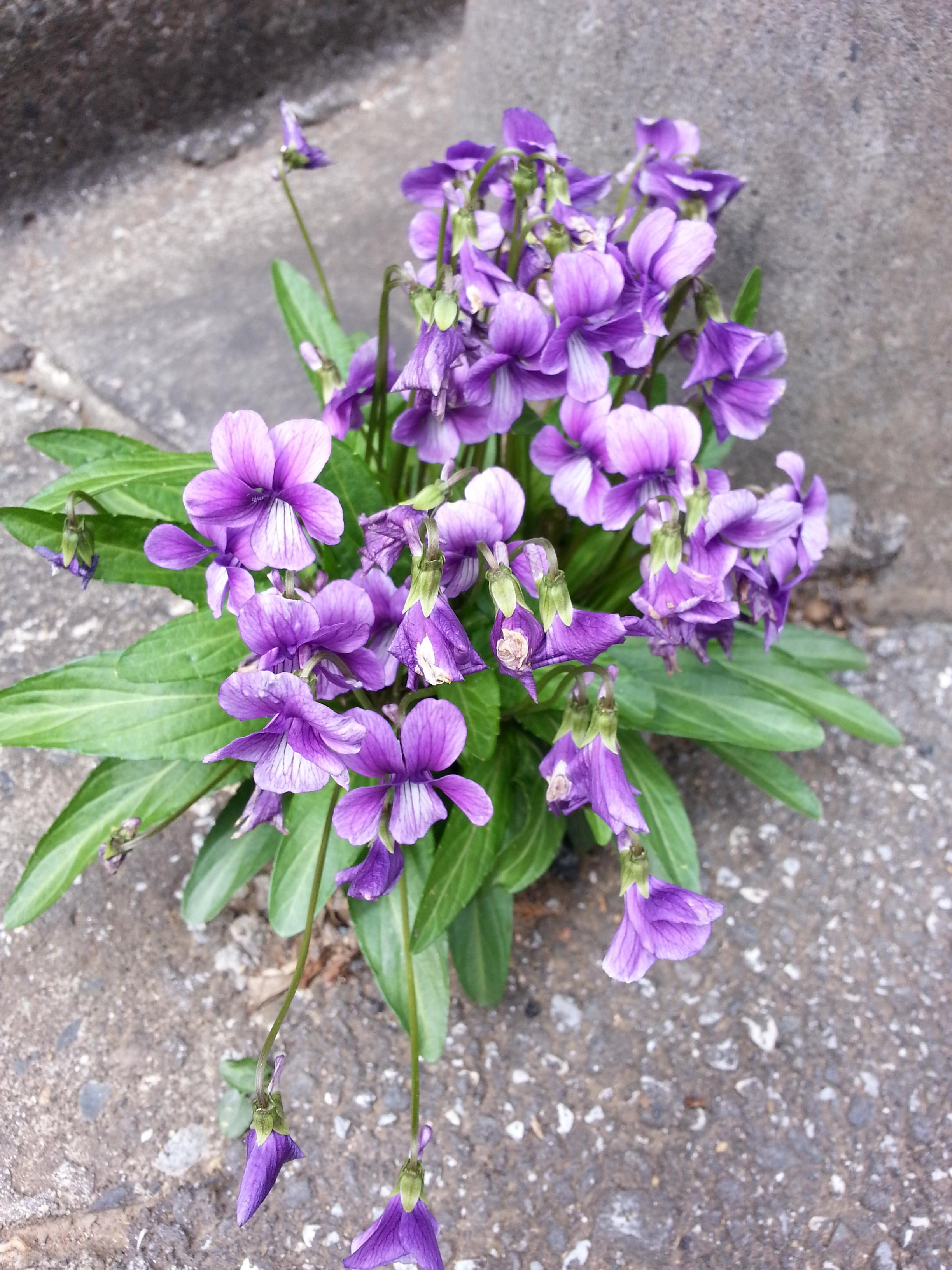 【ちなつ春のお花編】<img class="emojione" alt="😄" title=":smile:" src="https://fuzoku.jp/assets/img/emojione/1f604.png"/><img class="emojione" alt="🌼" title=":blossom:" src="https://fuzoku.jp/assets/img/emojione/1f33c.png"/><img class="emojione" alt="✨" title=":sparkles:" src="https://fuzoku.jp/assets/img/emojione/2728.png"/>