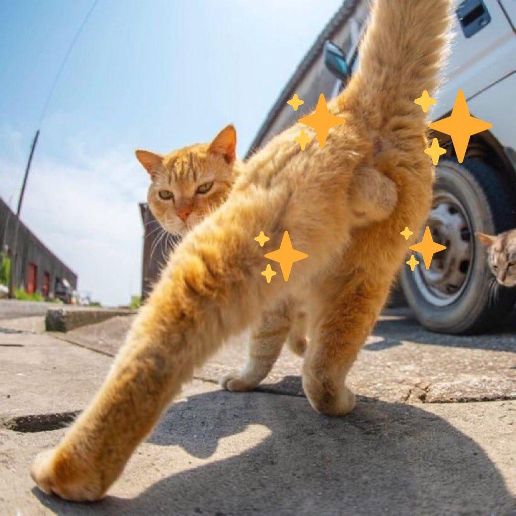 おっはニャンฅ•ﻌ•ฅ<img class="emojione" alt="☀️" title=":sunny:" src="https://fuzoku.jp/assets/img/emojione/2600.png"/><img class="emojione" alt="✨" title=":sparkles:" src="https://fuzoku.jp/assets/img/emojione/2728.png"/>
