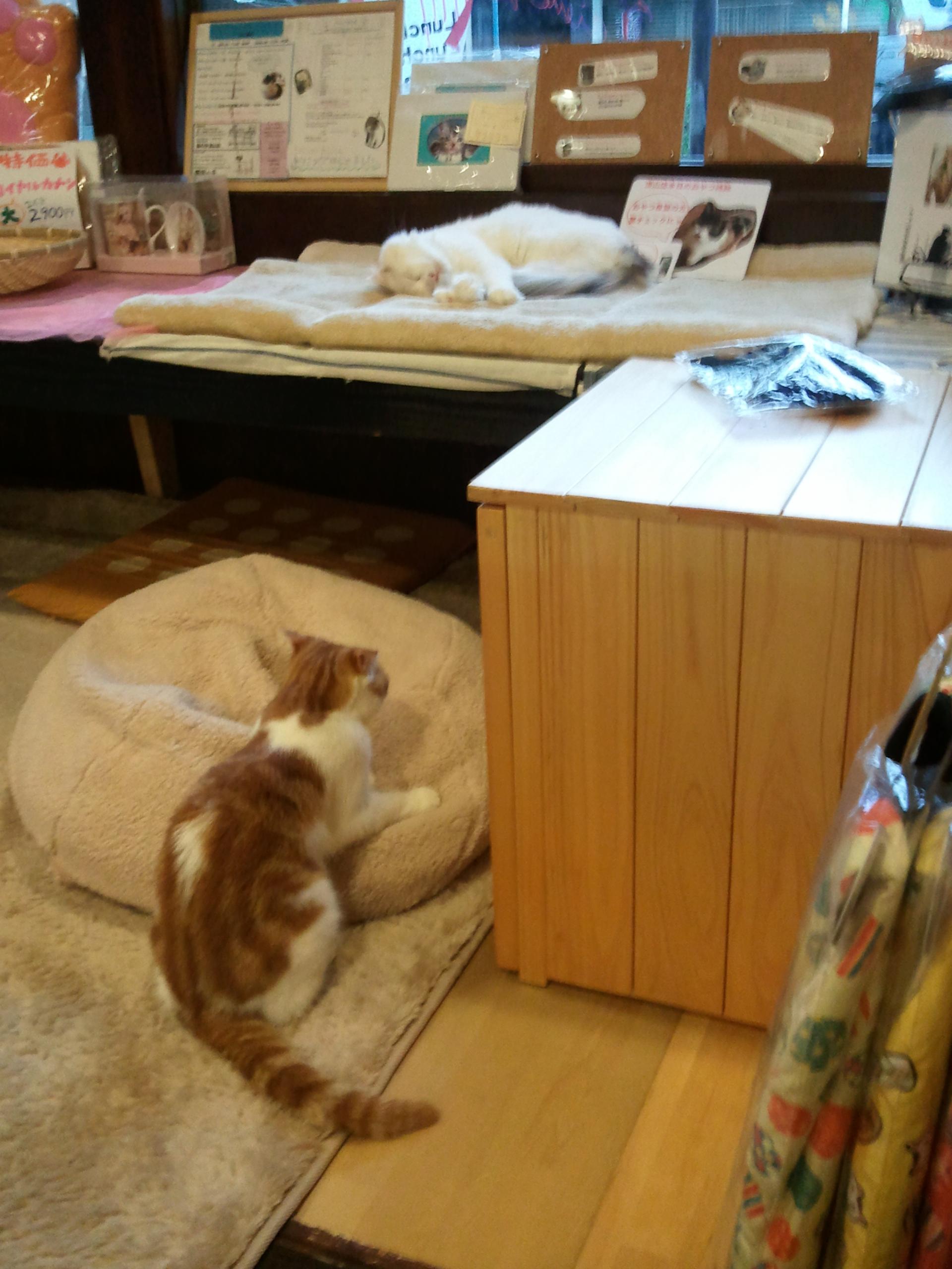 【ちなつ猫カフェ編】<img class="emojione" alt="😄" title=":smile:" src="https://fuzoku.jp/assets/img/emojione/1f604.png"/><img class="emojione" alt="🐱" title=":cat:" src="https://fuzoku.jp/assets/img/emojione/1f431.png"/><img class="emojione" alt="✨" title=":sparkles:" src="https://fuzoku.jp/assets/img/emojione/2728.png"/>