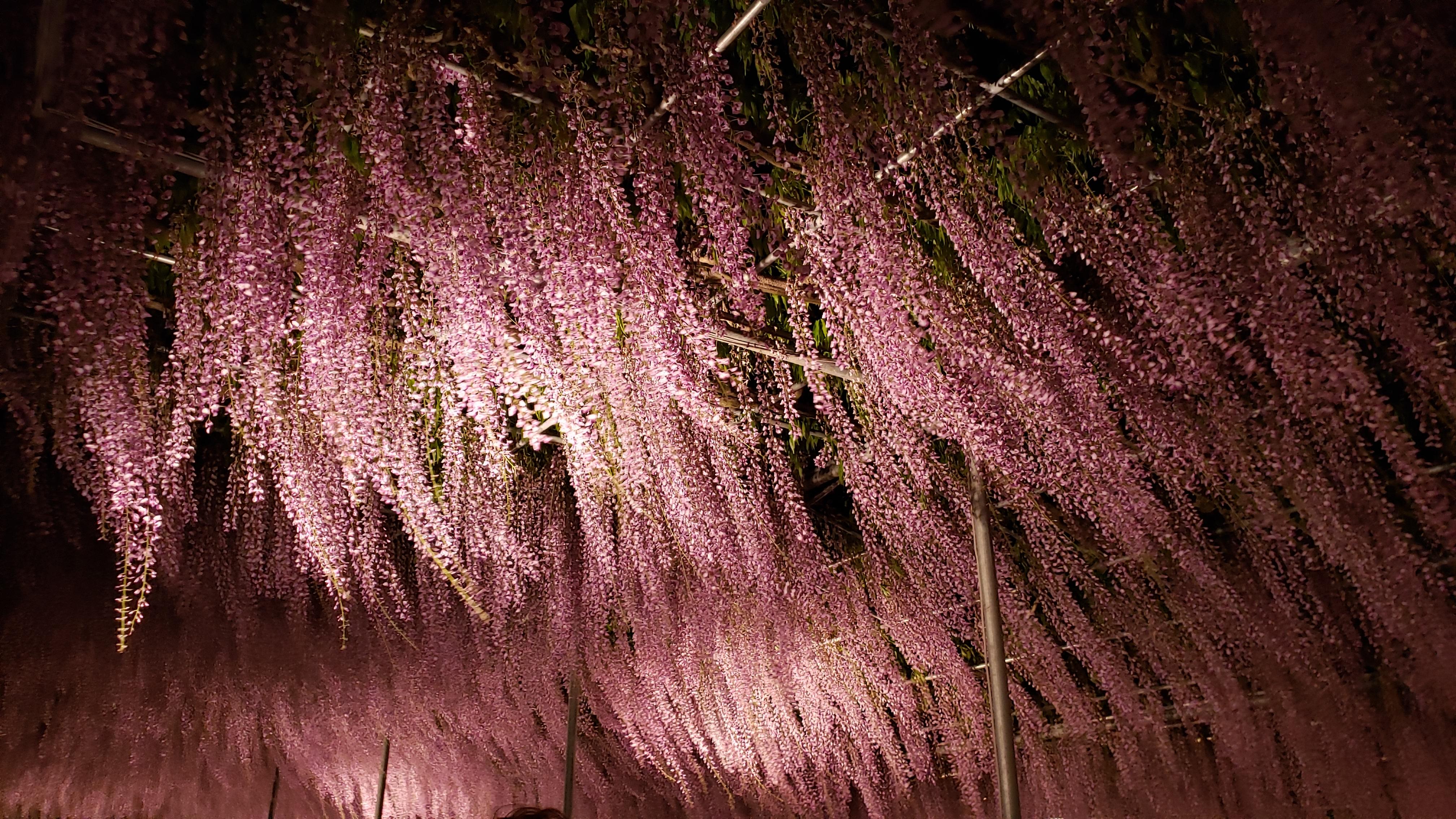【ちなつ藤の花編】<img class="emojione" alt="😄" title=":smile:" src="https://fuzoku.jp/assets/img/emojione/1f604.png"/><img class="emojione" alt="🌼" title=":blossom:" src="https://fuzoku.jp/assets/img/emojione/1f33c.png"/><img class="emojione" alt="✨" title=":sparkles:" src="https://fuzoku.jp/assets/img/emojione/2728.png"/>