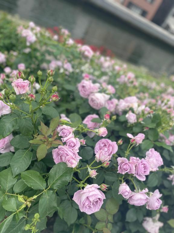 明日から