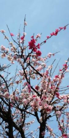 桜<img class="emojione" alt="🌸" title=":cherry_blossom:" src="https://fuzoku.jp/assets/img/emojione/1f338.png"/>？