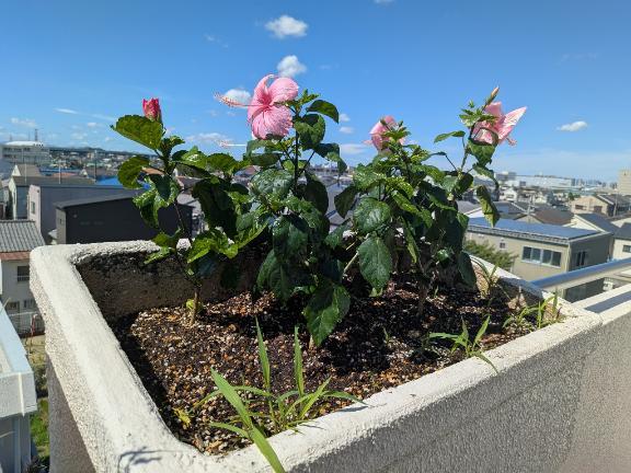 ハイビスカス<img class="emojione" alt="🌺" title=":hibiscus:" src="https://fuzoku.jp/assets/img/emojione/1f33a.png"/>