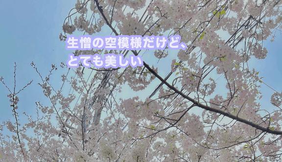 桜祭り<img class="emojione" alt="🌸" title=":cherry_blossom:" src="https://fuzoku.jp/assets/img/emojione/1f338.png"/>