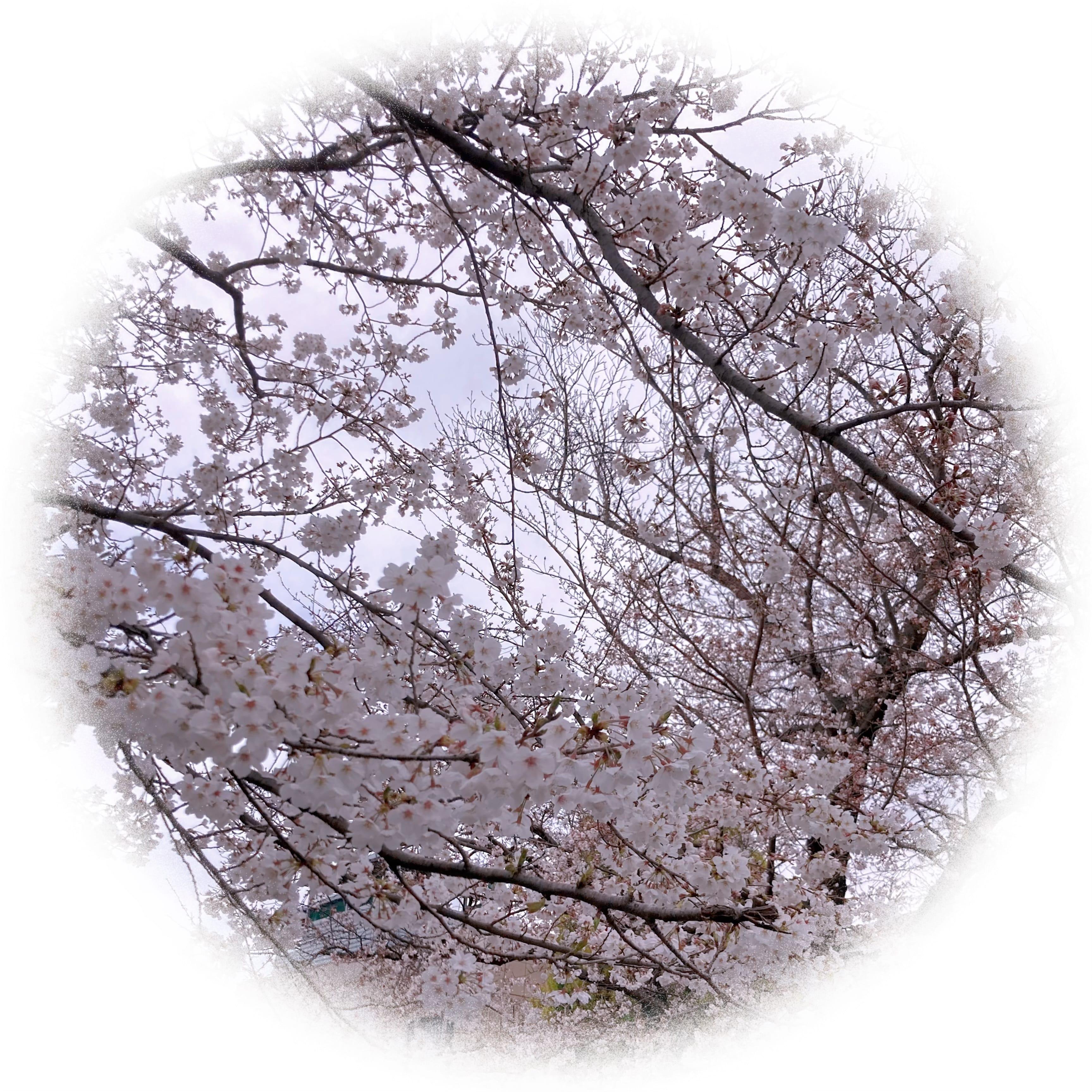 お散歩してたら桜見れました.｡❀