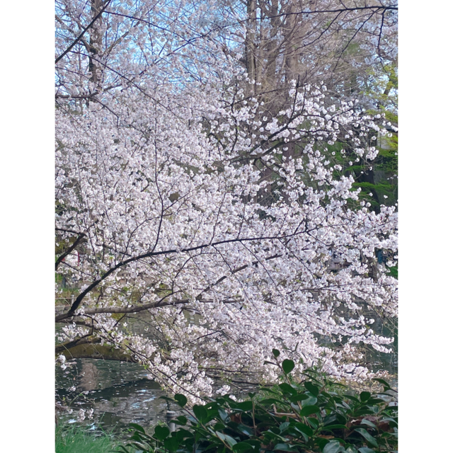 桜<img class="emojione" alt="🌸" title=":cherry_blossom:" src="https://fuzoku.jp/assets/img/emojione/1f338.png"/>·°