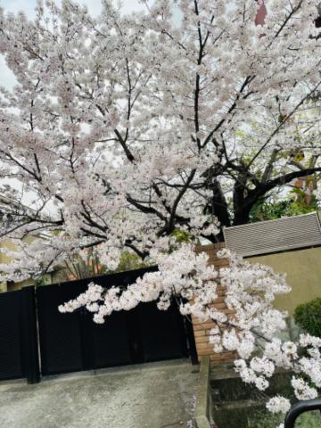 今咲き誇る<img class="emojione" alt="🌸" title=":cherry_blossom:" src="https://fuzoku.jp/assets/img/emojione/1f338.png"/>