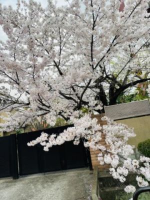 今咲き誇る<img class="emojione" alt="🌸" title=":cherry_blossom:" src="https://fuzoku.jp/assets/img/emojione/1f338.png"/>