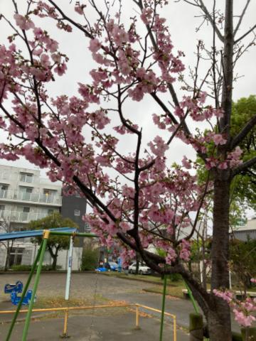 今日から<img class="emojione" alt="🌸" title=":cherry_blossom:" src="https://fuzoku.jp/assets/img/emojione/1f338.png"/>