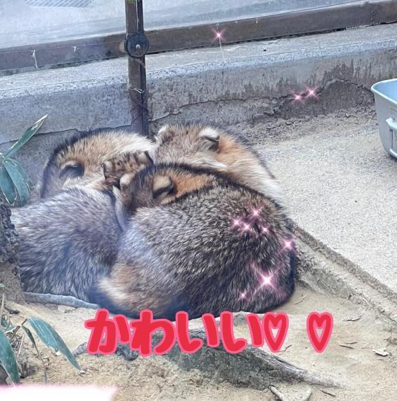 おしくらまんじゅう