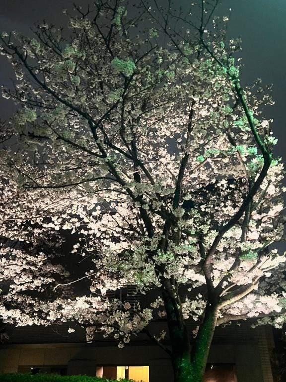 しよ