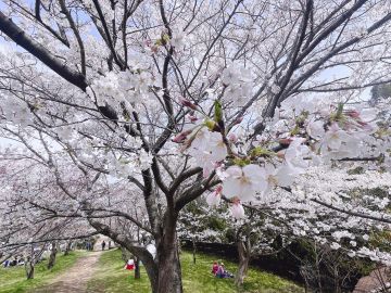 🌸桜は綺麗だ〜！人間と違って🌸
