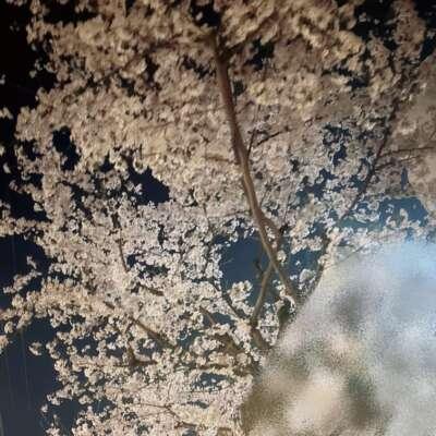 4月<img class="emojione" alt="🌸" title=":cherry_blossom:" src="https://fuzoku.jp/assets/img/emojione/1f338.png"/>