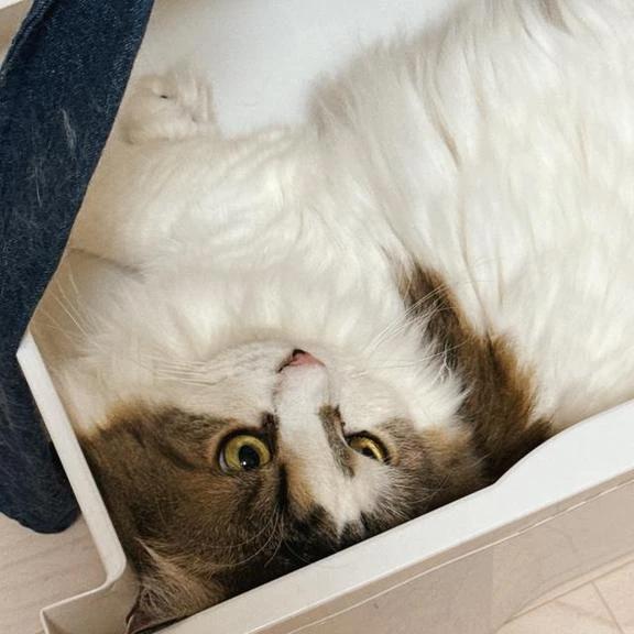 お腹を殴られるってこんな感じ？