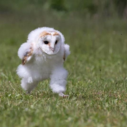【西船橋】<img class="emojione" alt="🦉" title=":owl:" src="https://fuzoku.jp/assets/img/emojione/1f989.png"/>