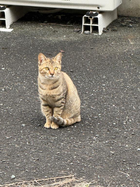 ありがとう♡あり