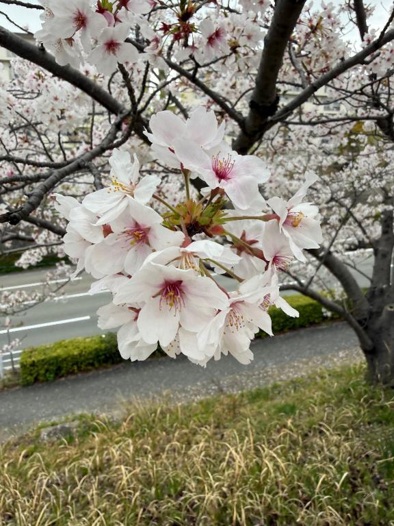 明日から〜<img class="emojione" alt="🎵" title=":musical_note:" src="https://fuzoku.jp/assets/img/emojione/1f3b5.png"/>