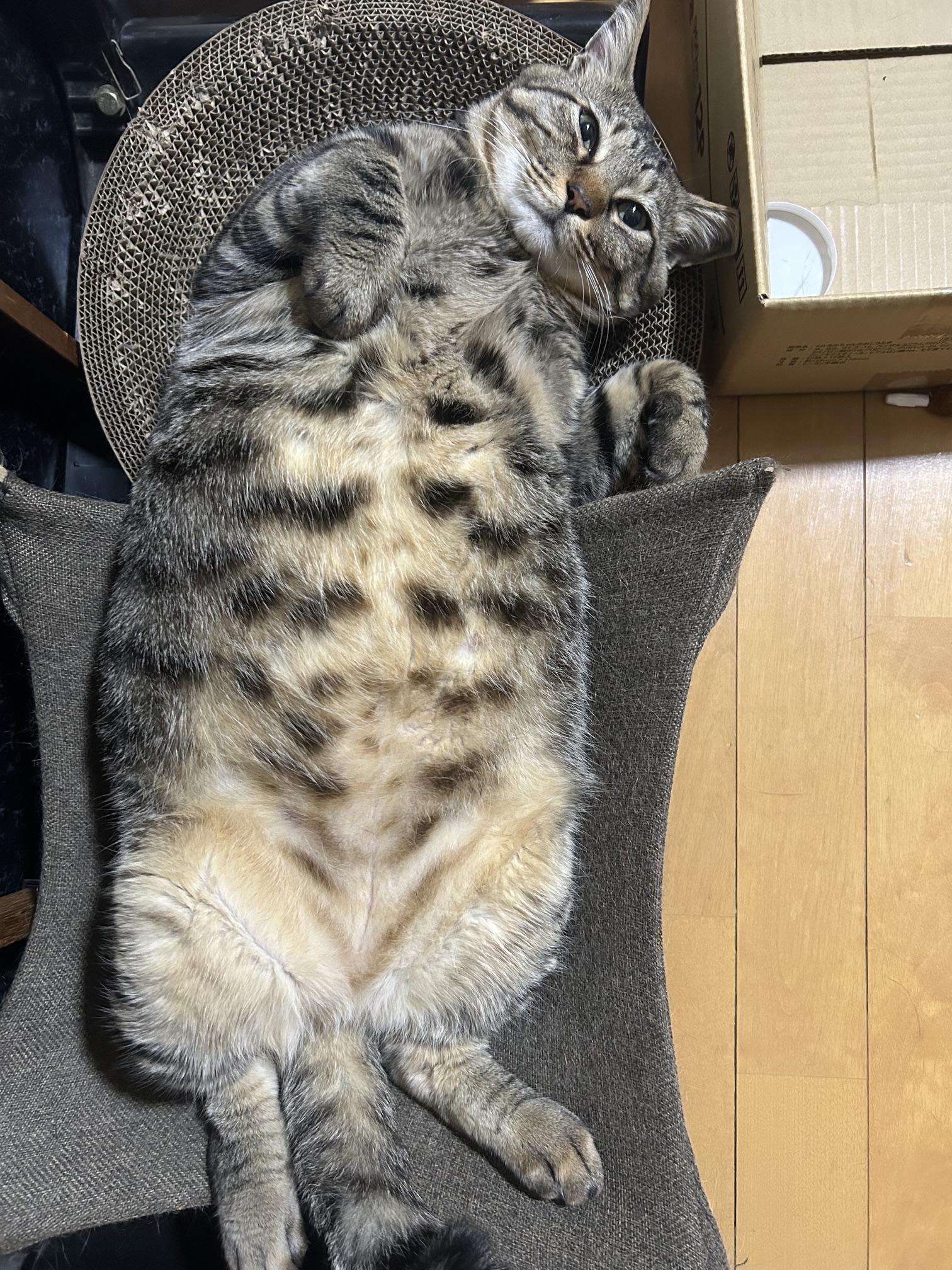 きてますきてます