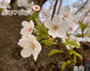 お花見したよ<img class="emojione" alt="🍡" title=":dango:" src="https://fuzoku.jp/assets/img/emojione/1f361.png"/><img class="emojione" alt="🌸" title=":cherry_blossom:" src="https://fuzoku.jp/assets/img/emojione/1f338.png"/>