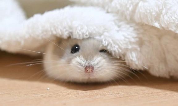 つぎのおるすばんよて
