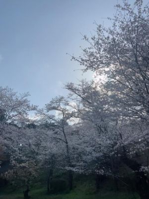 桜よ〜〜〜