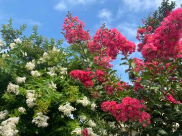 サルスベリの花