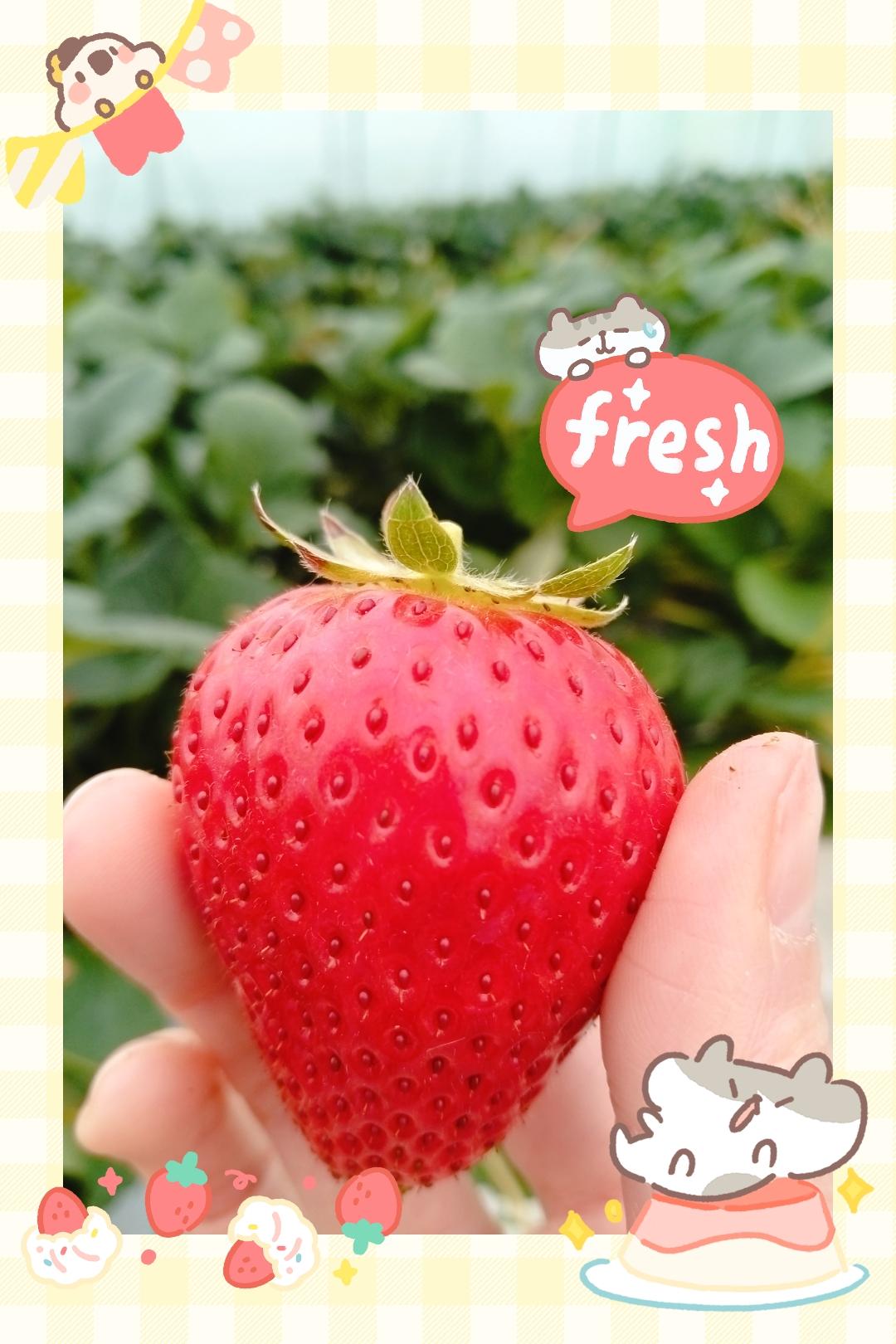 いちご<img class="emojione" alt="🍓" title=":strawberry:" src="https://fuzoku.jp/assets/img/emojione/1f353.png"/>レポート