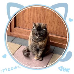 Meow<img class="emojione" alt="🐈" title=":cat2:" src="https://fuzoku.jp/assets/img/emojione/1f408.png"/>‍<img class="emojione" alt="⬛" title=":black_large_square:" src="https://fuzoku.jp/assets/img/emojione/2b1b.png"/><img class="emojione" alt="🐈" title=":cat2:" src="https://fuzoku.jp/assets/img/emojione/1f408.png"/>‍<img class="emojione" alt="⬛" title=":black_large_square:" src="https://fuzoku.jp/assets/img/emojione/2b1b.png"/><img class="emojione" alt="🐈" title=":cat2:" src="https://fuzoku.jp/assets/img/emojione/1f408.png"/>‍<img class="emojione" alt="⬛" title=":black_large_square:" src="https://fuzoku.jp/assets/img/emojione/2b1b.png"/>