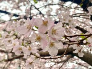 桜色吐息<img class="emojione" alt="🌸" title=":cherry_blossom:" src="https://fuzoku.jp/assets/img/emojione/1f338.png"/>