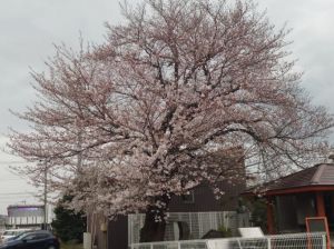 完熟ばなな川崎店ふじよです　桜も咲いていることですし