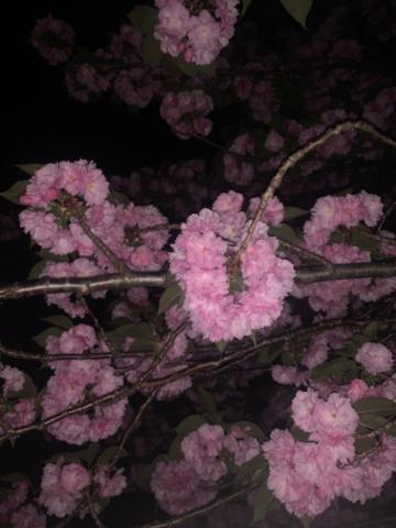 奇跡の<img class="emojione" alt="🌸" title=":cherry_blossom:" src="https://fuzoku.jp/assets/img/emojione/1f338.png"/>🤍