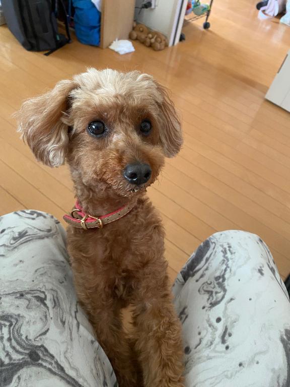 愛しのわんちゃん<img class="emojione" alt="🐶" title=":dog:" src="https://fuzoku.jp/assets/img/emojione/1f436.png"/><img class="emojione" alt="🐾" title=":feet:" src="https://fuzoku.jp/assets/img/emojione/1f43e.png"/><img class="emojione" alt="💖" title=":sparkling_heart:" src="https://fuzoku.jp/assets/img/emojione/1f496.png"/>