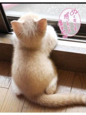 【猫の日<img class="emojione" alt="🐱" title=":cat:" src="https://fuzoku.jp/assets/img/emojione/1f431.png"/><img class="emojione" alt="💕" title=":two_hearts:" src="https://fuzoku.jp/assets/img/emojione/1f495.png"/>】