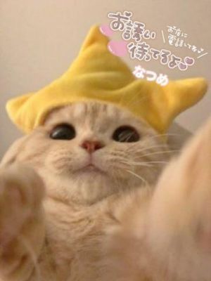 猫の日還元祭<img class="emojione" alt="🐱" title=":cat:" src="https://fuzoku.jp/assets/img/emojione/1f431.png"/><img class="emojione" alt="🐾" title=":feet:" src="https://fuzoku.jp/assets/img/emojione/1f43e.png"/>day2