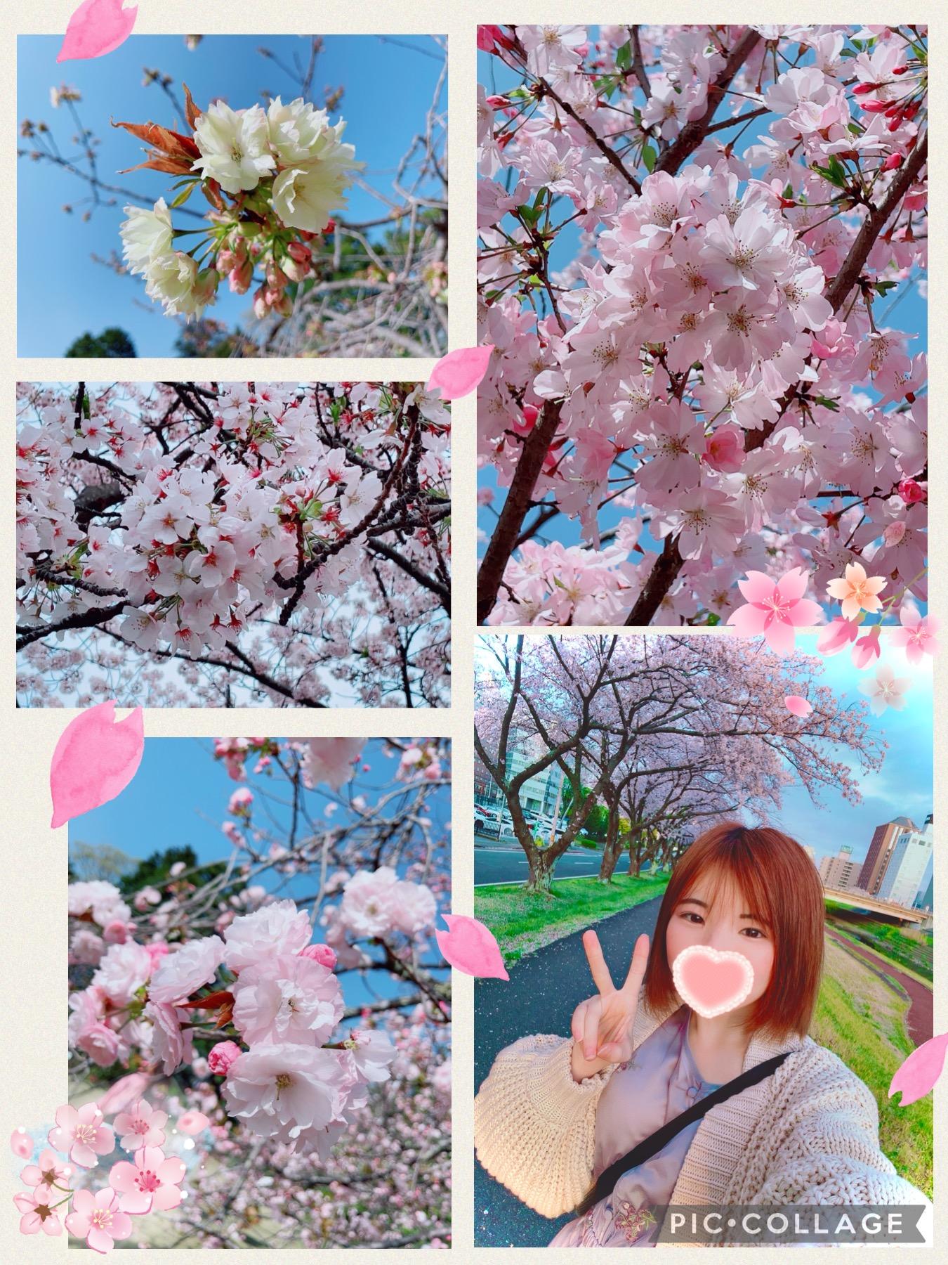 さくら！！桜(ﾉ˶>ᗜ​<˵)ﾉ