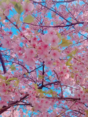 <img class="emojione" alt="🌸" title=":cherry_blossom:" src="https://fuzoku.jp/assets/img/emojione/1f338.png"/>旅行に行ってきました<img class="emojione" alt="🌸" title=":cherry_blossom:" src="https://fuzoku.jp/assets/img/emojione/1f338.png"/>