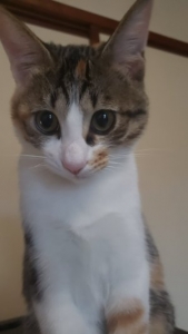 ★問い合わせ編★のアイキャッチ画像