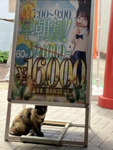 看板ネコ？のいるお店です！！のアイキャッチ画像