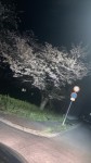 夜桜満開のアイキャッチ画像