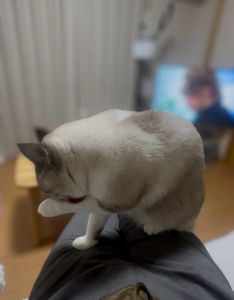 家に帰ると&hellip;諭吉のお気に入りはココ！のアイキャッチ画像