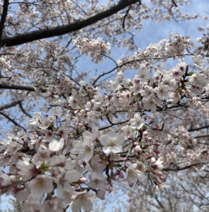 なんでもない日の話🌸のアイキャッチ画像