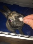 【兔】愛犬ならぬ愛兔のアイキャッチ画像