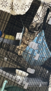 暑い夏のアイキャッチ画像