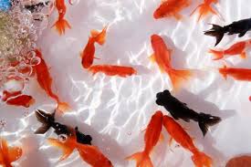 お祭りの金魚のアイキャッチ画像